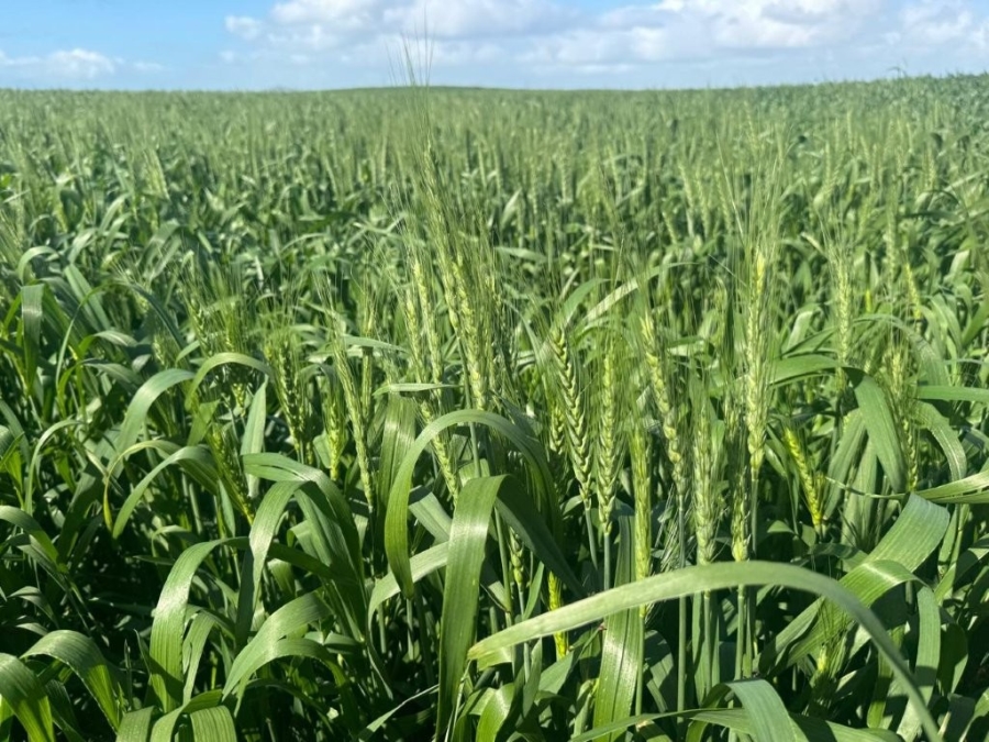 0 Bedroom Property for Sale in Hopefield Rural Western Cape